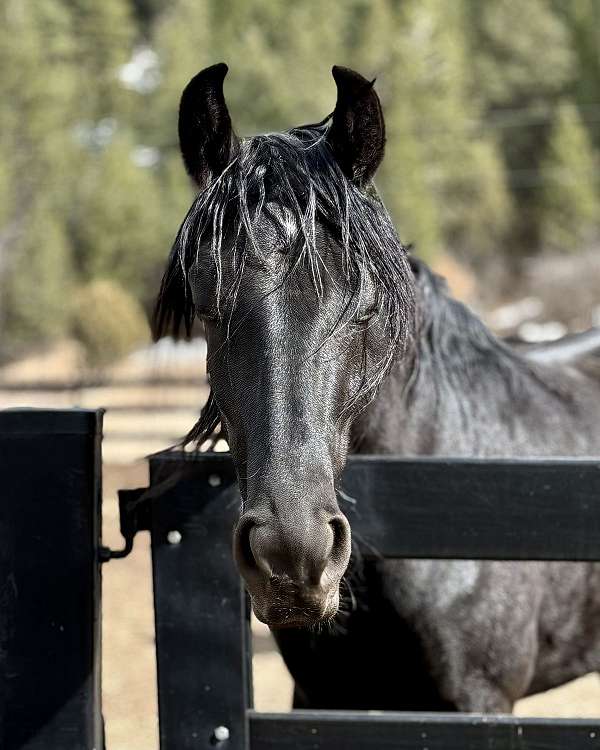 black-unborn-foal-for-sale