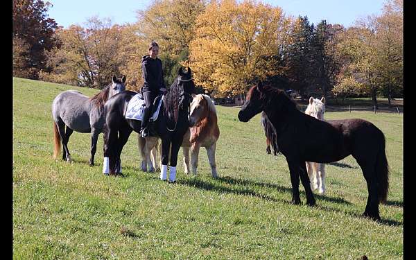 all-around-friesian-horse