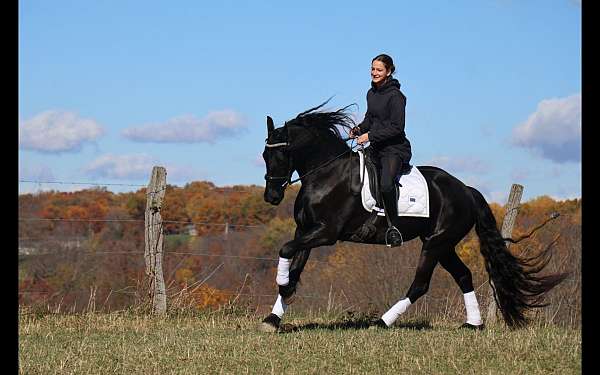 athletic-friesian-horse