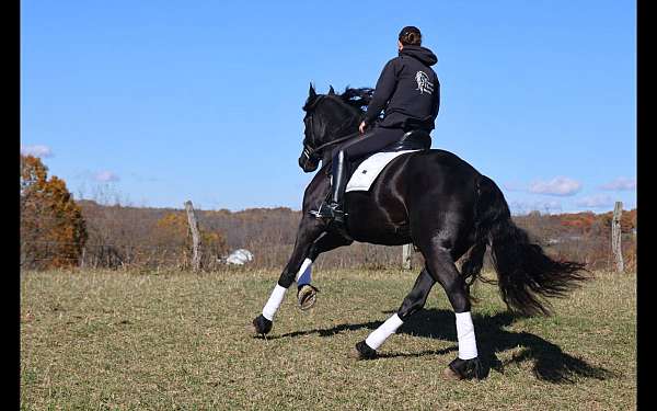 beginner-friesian-horse