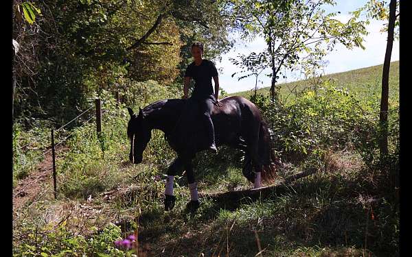 breeding-friesian-horse