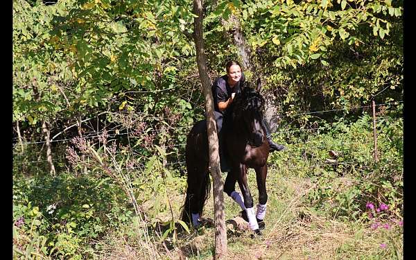 dressage-friesian-horse