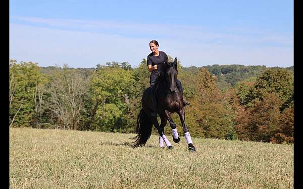 driving-friesian-horse