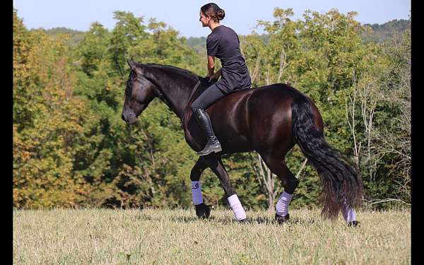 english-pleasure-friesian-horse