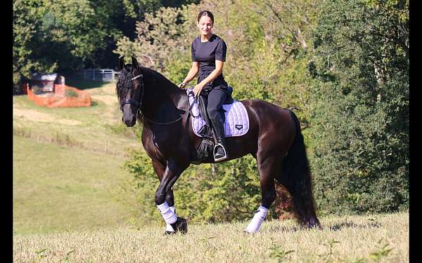 futurity-eligible-friesian-horse