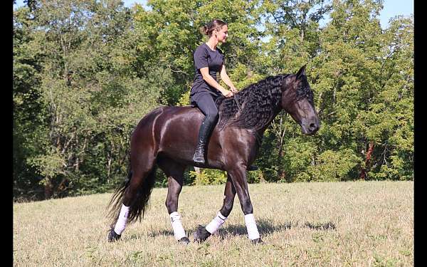 husband-safe-friesian-horse