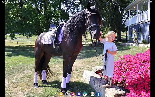 performance-friesian-horse