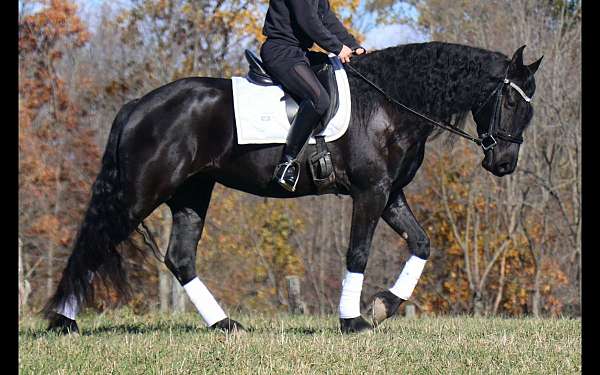 pleasure-driving-friesian-horse