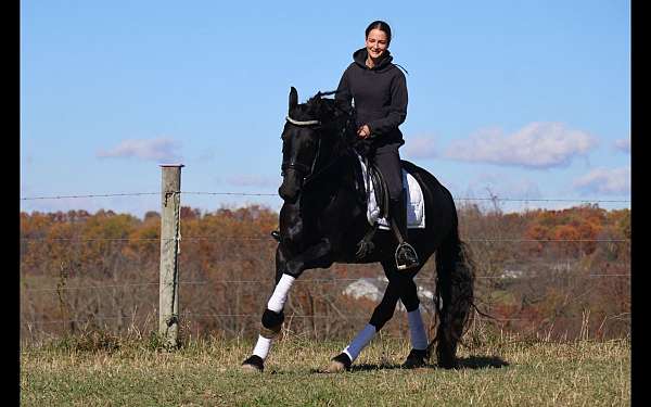 ridden-english-friesian-horse