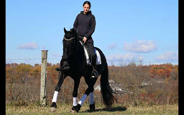 longe-line-friesian-horse