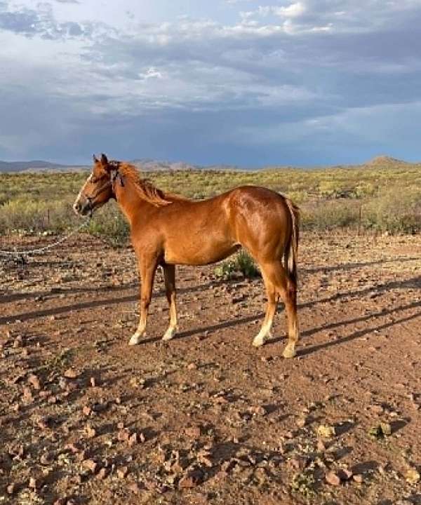 1-hand-quarter-horse-filly