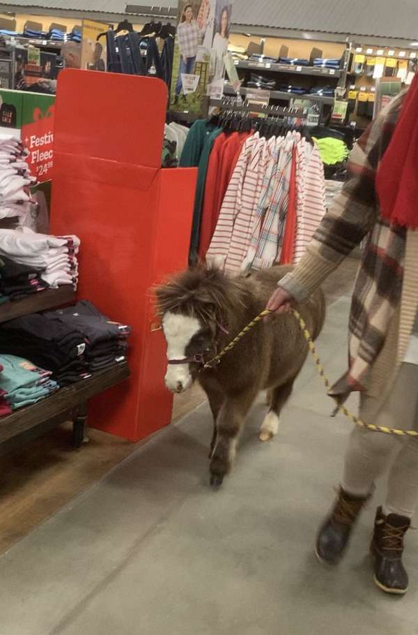 miniature-pony-filly