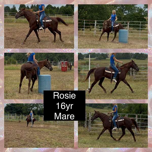 chestnut-missouri-fox-trotter-mare