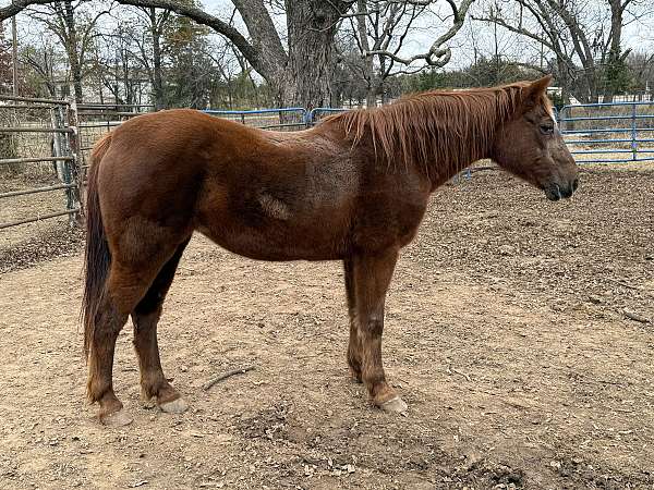 chestnut-mare-for-sale