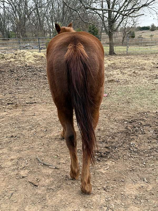 13-hand-missouri-fox-trotter-mare