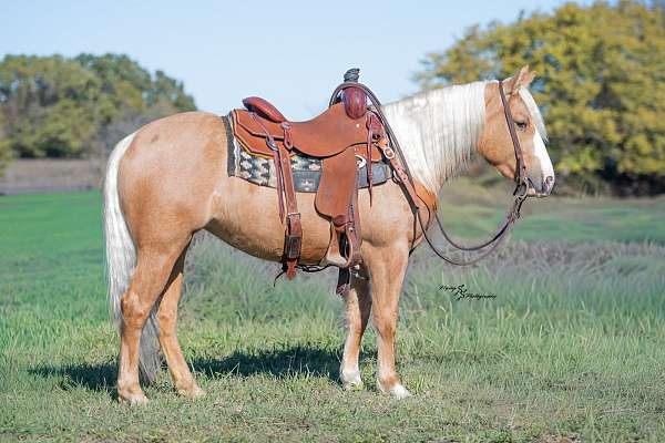 all-around-pony