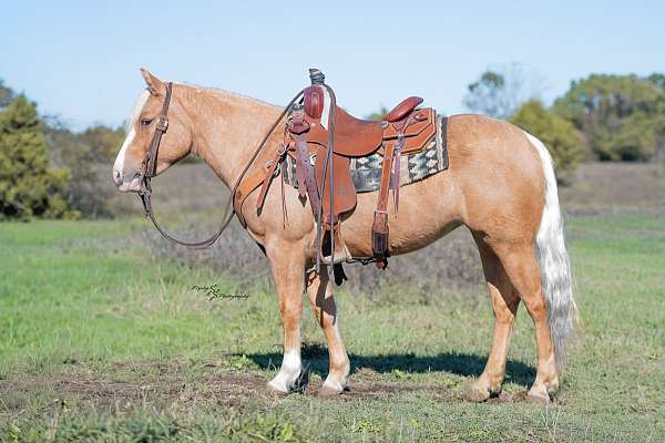 beginner-pony