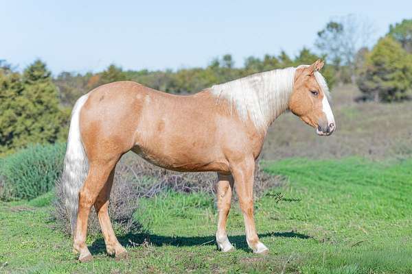 athletic-pony