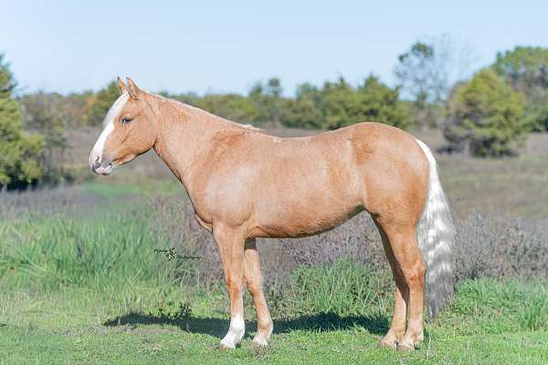 flashy-pony