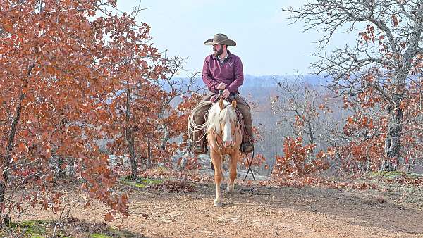 western-riding-pony