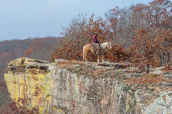 working-cattle-pony
