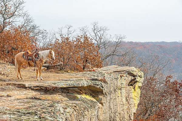 trail-riding-pony