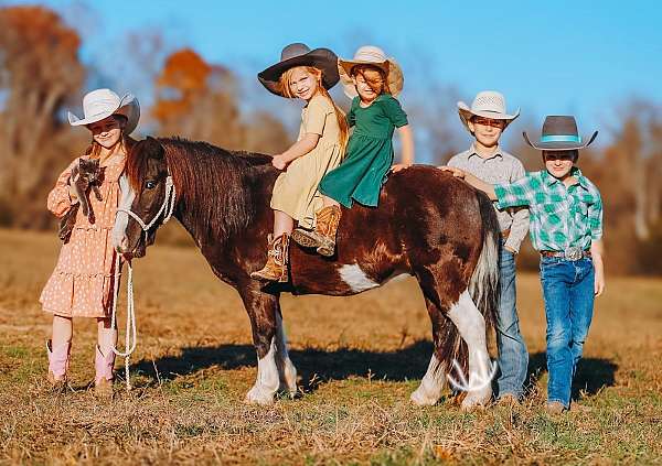 all-around-pony