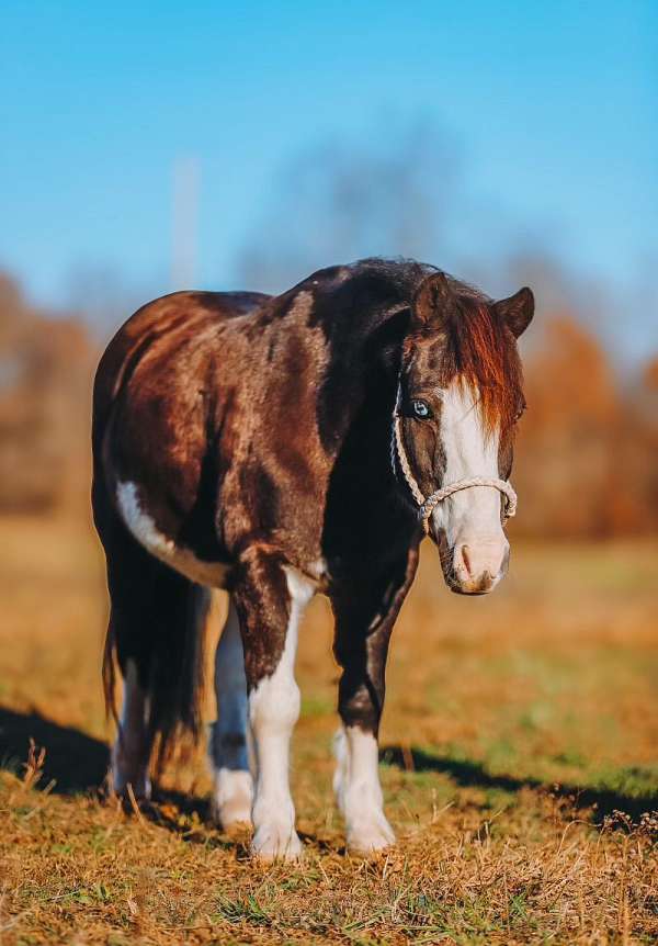 athletic-pony
