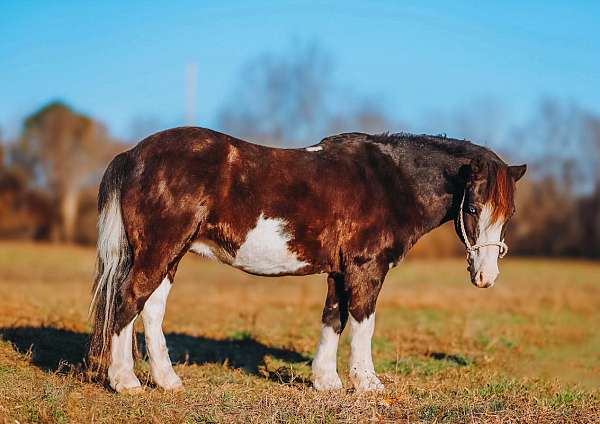 flashy-pony