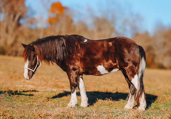 kid-safe-pony