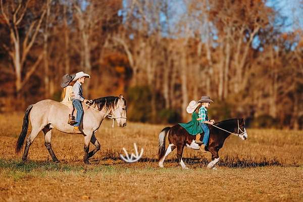 western-riding-pony