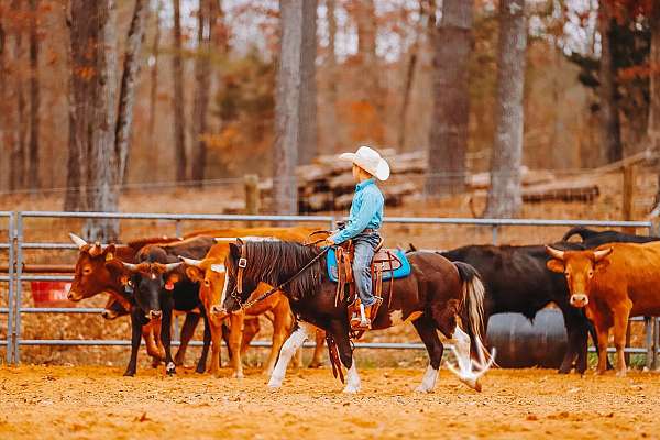 pinto-pony-gelding