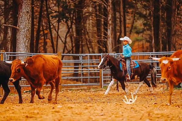 pinto-all-around-pony