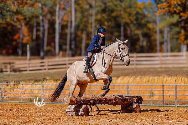 performance-quarter-pony