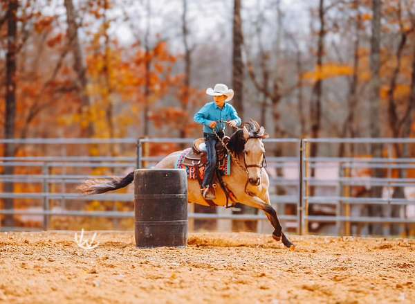 ranch-work-quarter-pony