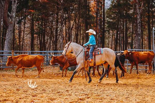 ridden-english-quarter-pony
