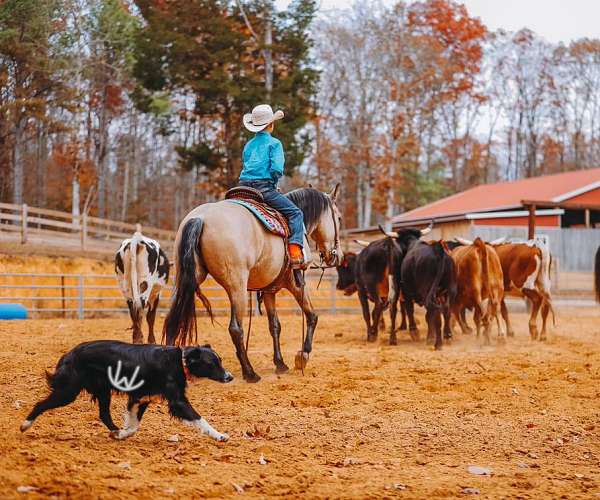 ridden-western-quarter-pony