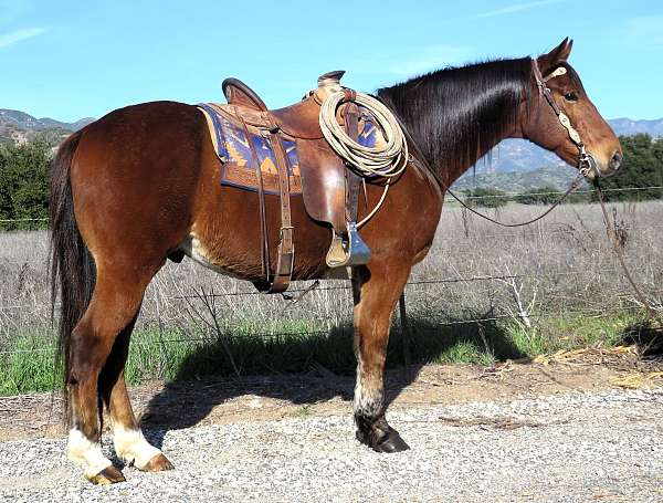 all-around-quarter-horse