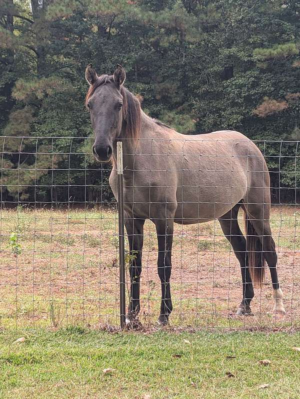 grulla-rocky-mountain-filly