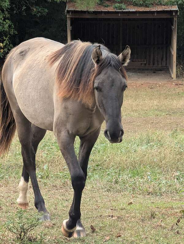 grulla-rmha-filly