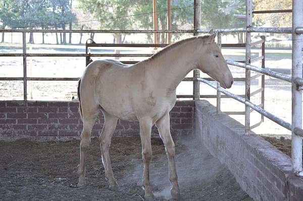 color-tested-andalusian-horse