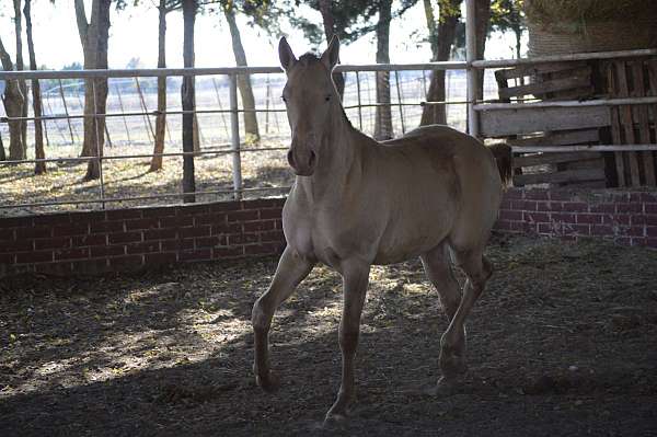 isabelo-andalusian-mare