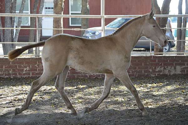 15-hand-isabelo-horse