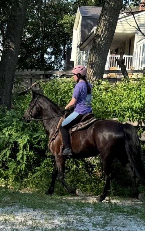 get-mare-pregnant-morgan-horse