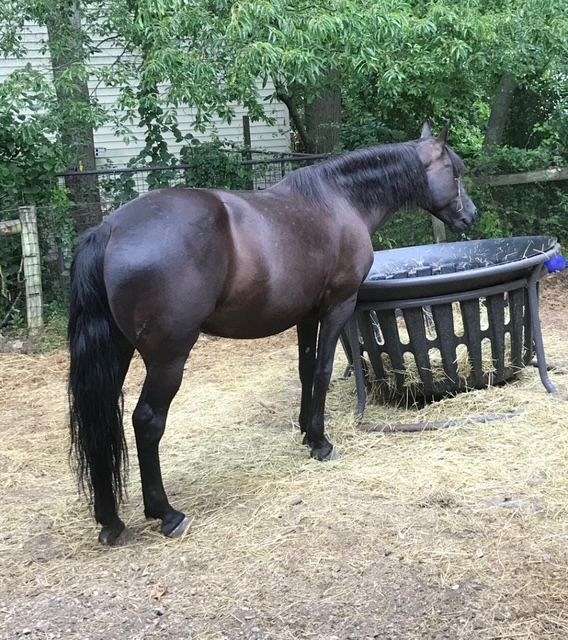mare-in-foal-morgan-horse