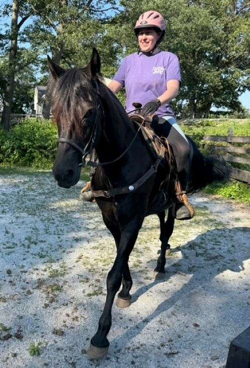 rimlo-black-valiant-morgan-horse