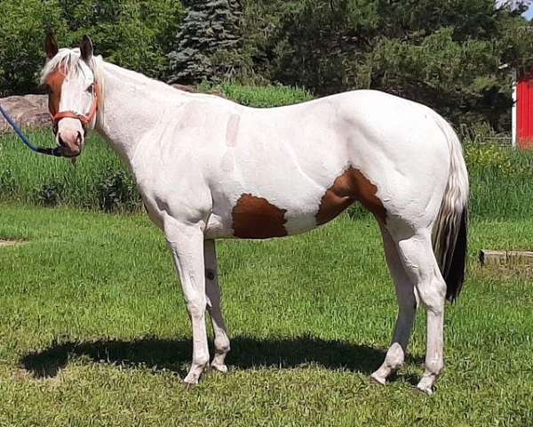 tobvero-horse