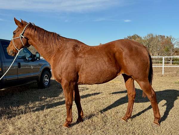 all-around-quarter-horse