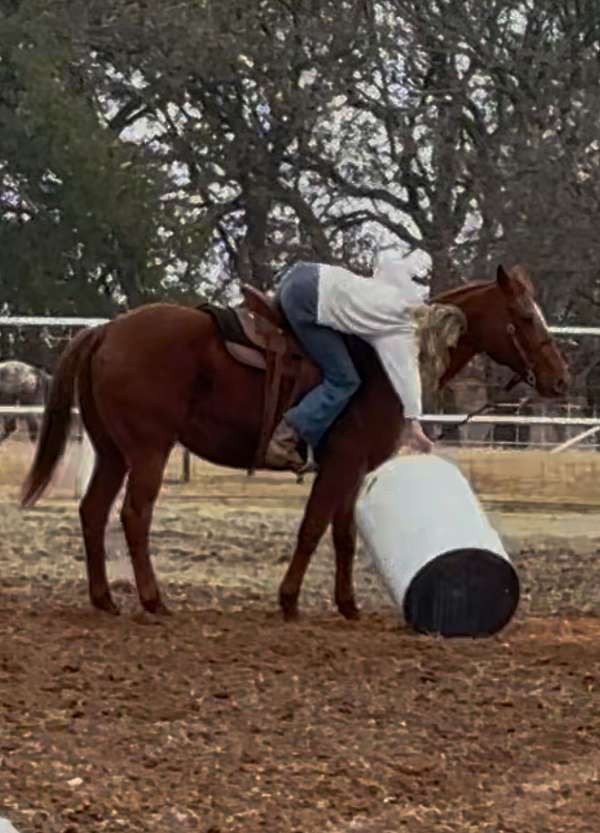 barrel-quarter-horse