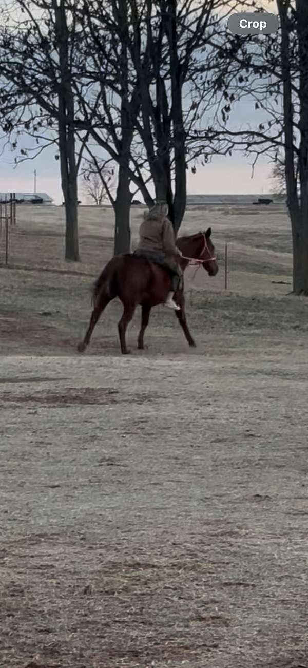 athletic-quarter-horse